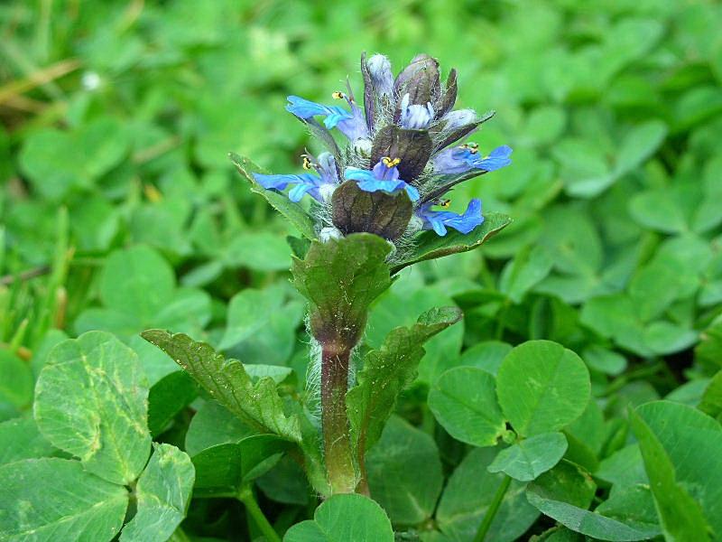 Ajuga reptans / Iva comune, Erba di S.Lorenzo